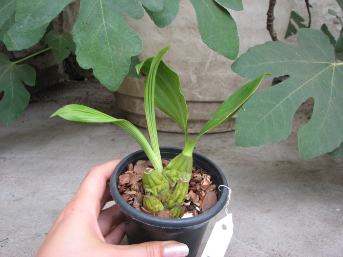Coelogyne chloroptera.JPG
