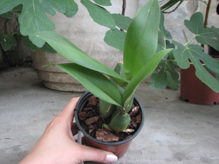 Rossioglossum 'Rawdon Jester' (Rossioglossum grande x Rossoiglossum williamsianum).JPG