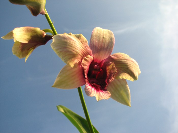 Dendrobium Rainbow Fantasy.JPG