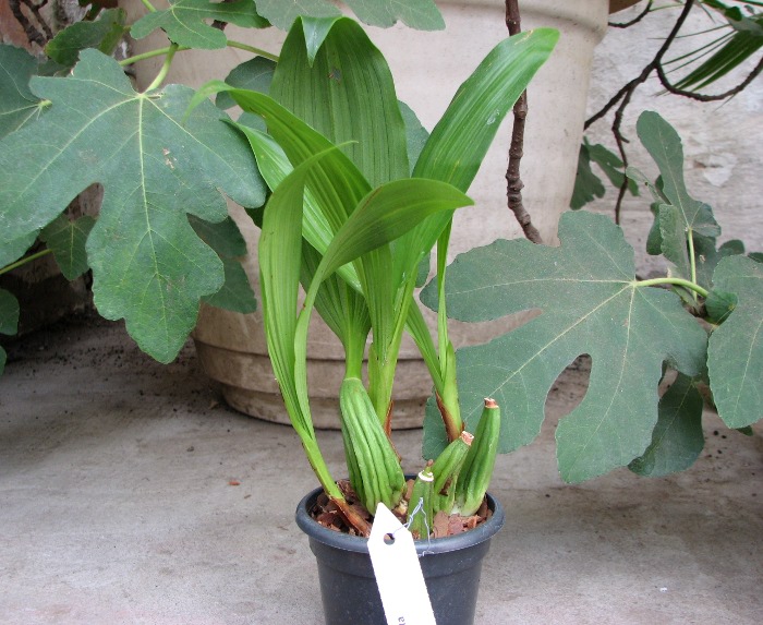 Coelogyne marmorata.JPG