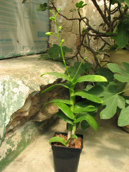Dendrobium Burana Jade.JPG