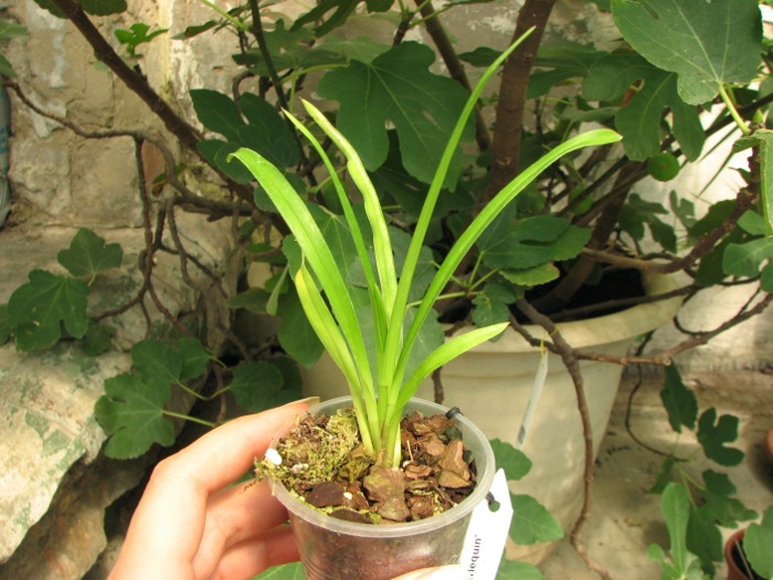 Cymbidium Via Avanti 'Harlequin'.JPG