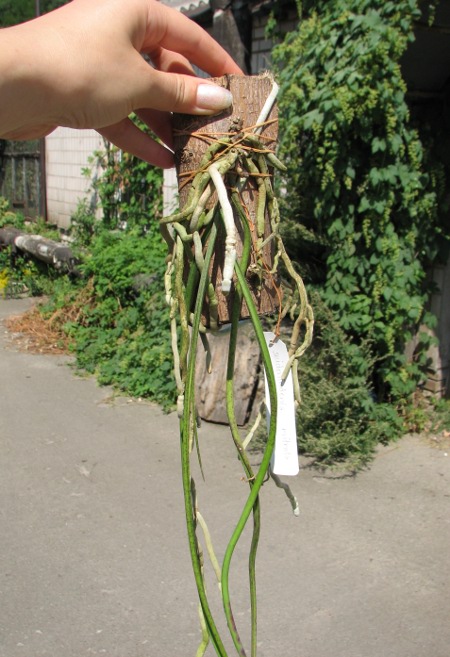 Seidenfadenia mitrata.JPG