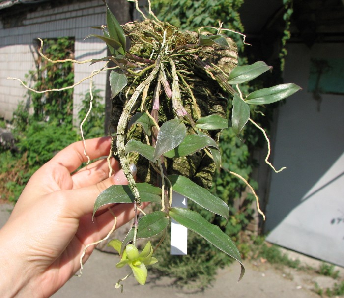 Dendrobium cerinum.JPG