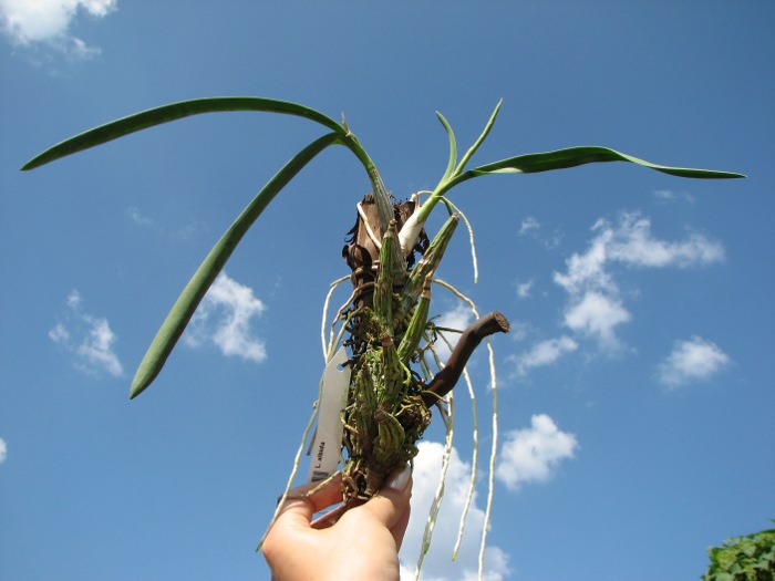 Laelia albida.JPG