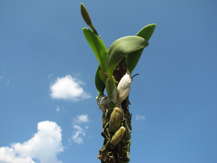 Laelia sincorana XXXX x Laelia sincorana coerulea.JPG