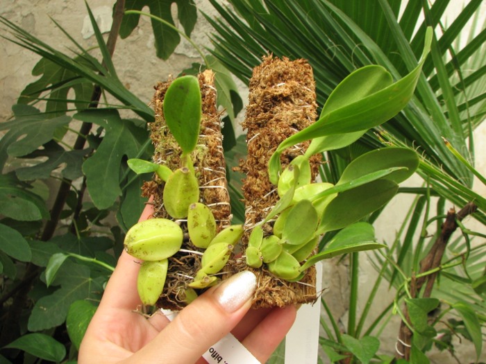 Bulbophyllum biflorum.JPG