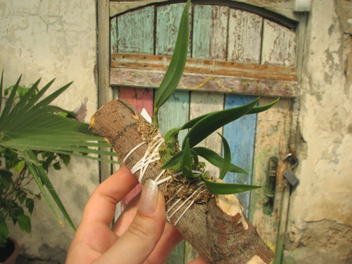Trias picta.JPG