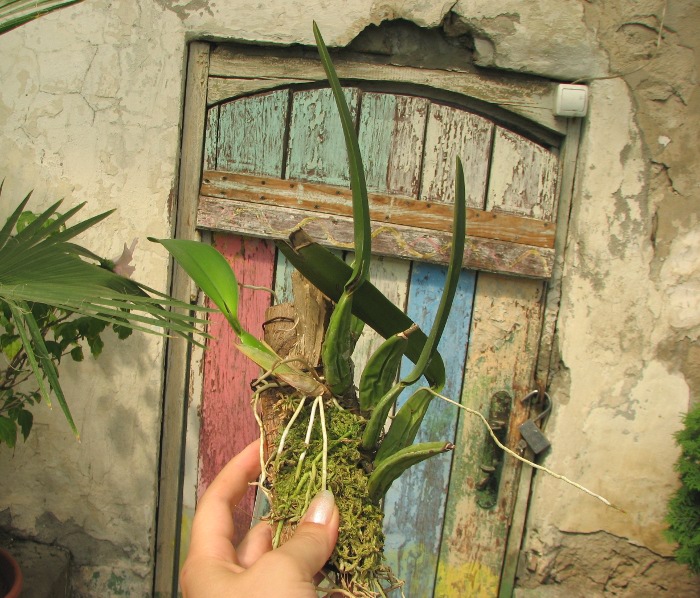 Laelia rubescens.JPG