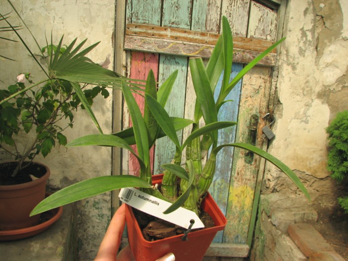 Laelia autumnallis.JPG