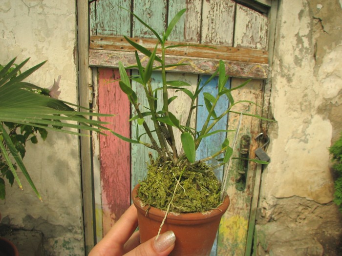 Dendrobium moniliforme Raizan.JPG