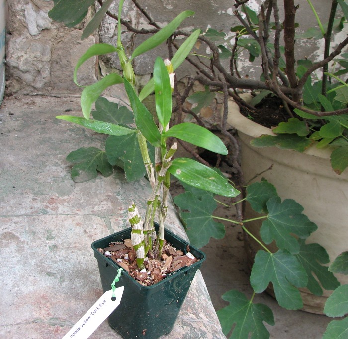 Dendrobium nobile yellow 'Dark Eye'.JPG
