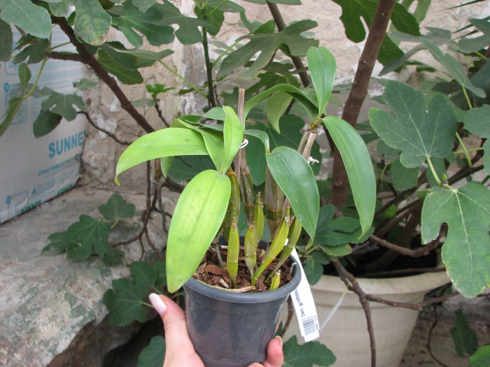 Dendrobium griffithianum.JPG