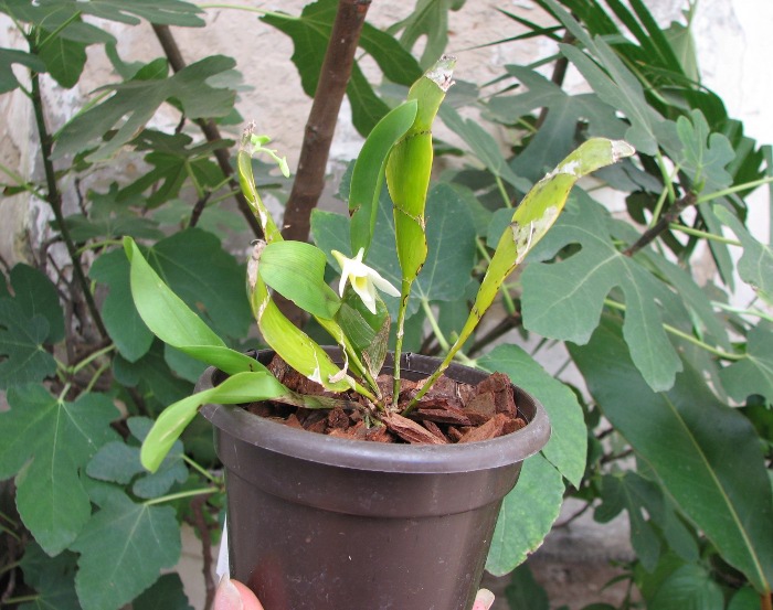Dendrobium platycaulon.JPG