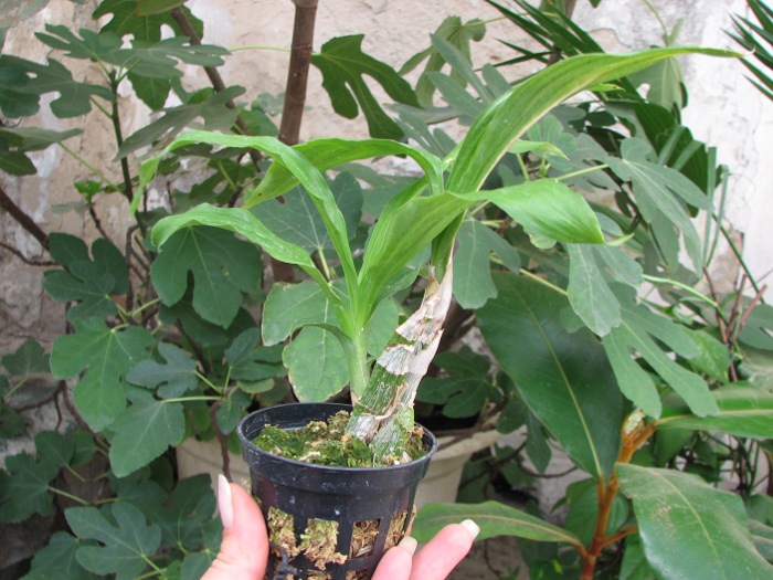 Catasetum pileatum 'Oro Verde'.JPG