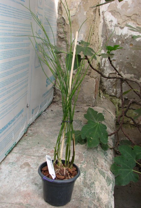 Dendrobium polytrichum.JPG