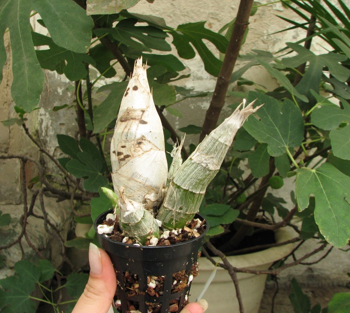Catasetum pileatum hybrid.JPG