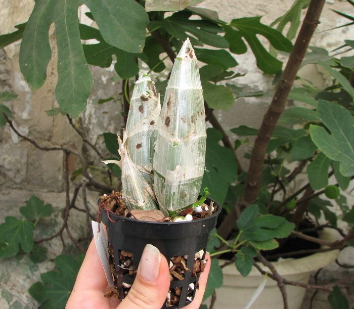 Catasetum (pileatum x expansum Dark).JPG