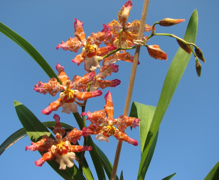 Wilsonara Pacific Panache 'Kenny Boy'.JPG