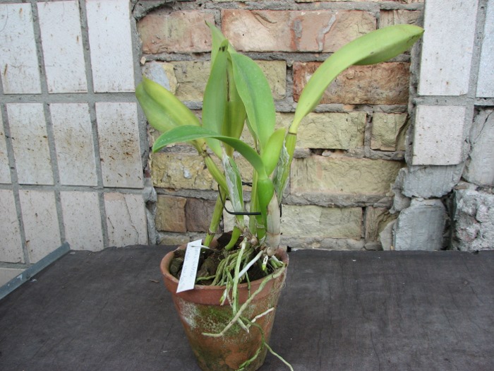 Laeliocattleya Cornelia coerulea.JPG