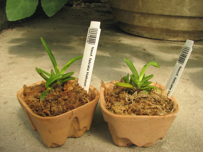 Neofinetia falcata Hakuun.JPG