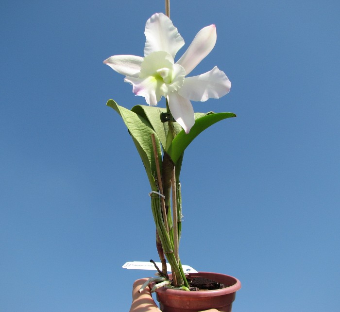 Brassocattleya Cynthia (Brassavola digbyana x Cattleya walkeriana).JPG