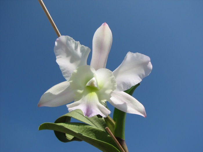 Brassocattleya Cynthia (Brassavola digbyana x Cattleya walkeriana).JPG