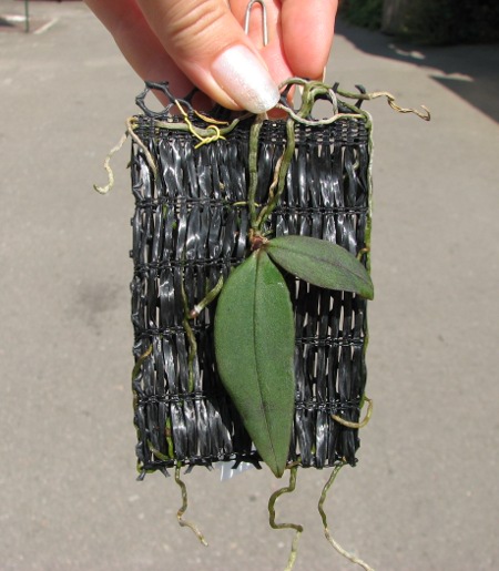 Phalaenopsis lowii.JPG