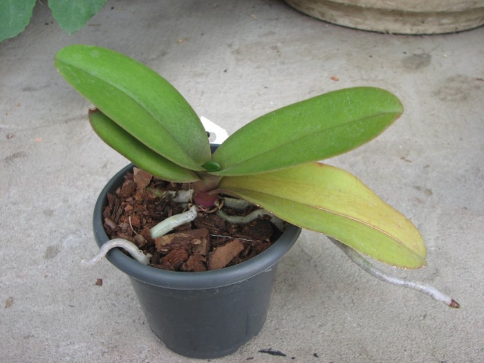 Doritaenopsis Lius Sakura.JPG