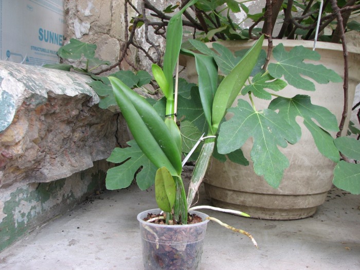 Potinara Chief Sweet Orange 'Sweet Orange'.JPG