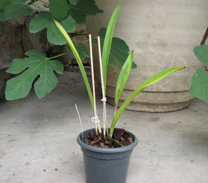 Brassolaelia Morning Glory 'Valentine Kiss'.JPG