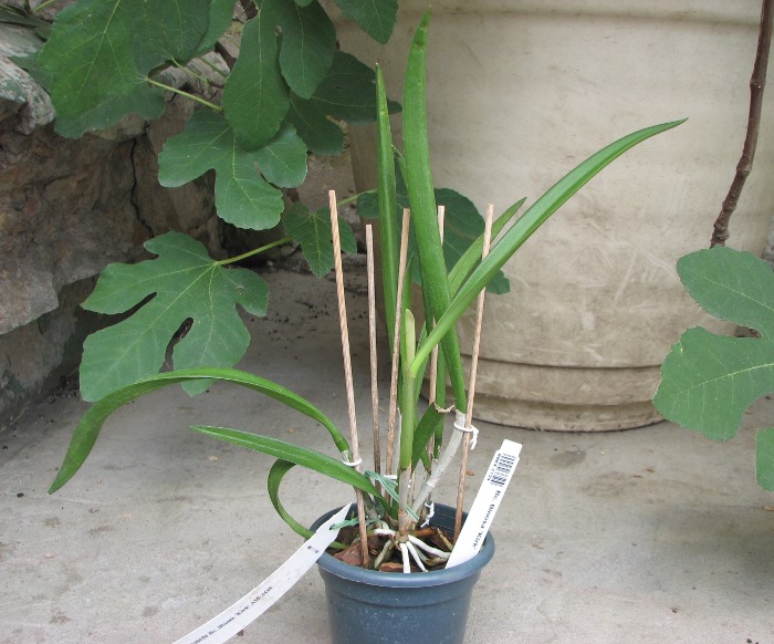 Brassocattleya Binosa 'Kirk'.JPG