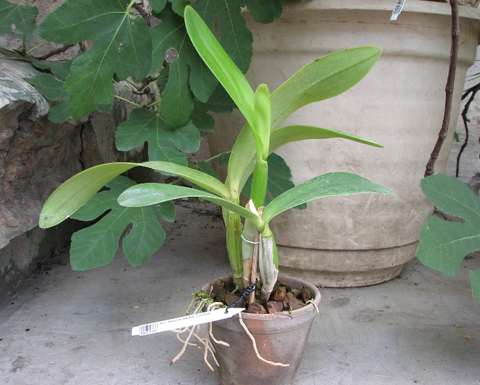 Laeliocattleya Sierra Skies 'Leone'.JPG