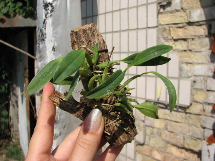 Sophronitis grandiflora.JPG