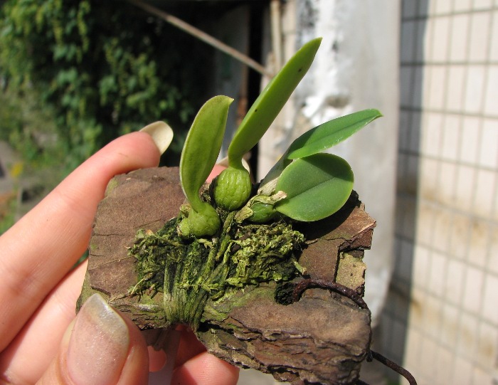 Sophronitis brevipedunculata 'Ouro Branco' x brevipedunculata 'Ouro Preto'.JPG
