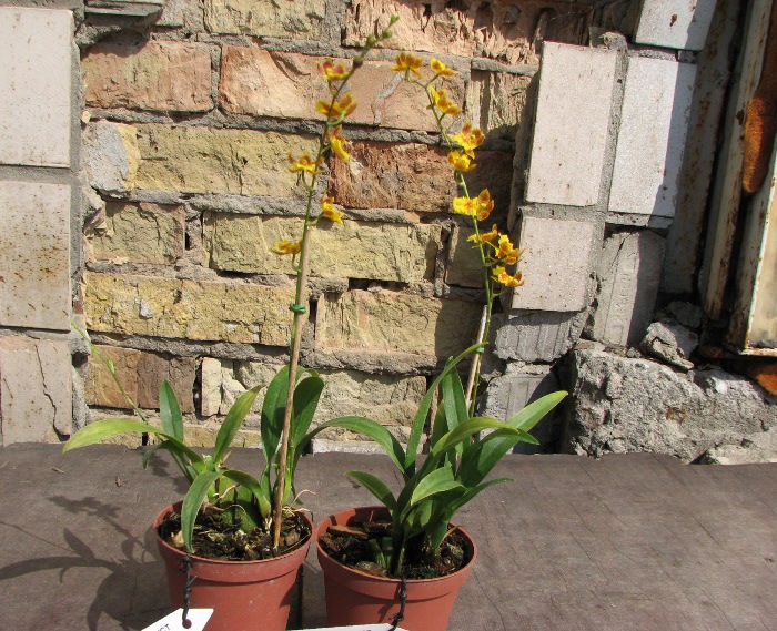Howeara Chian-Tzy Lovely 'CT Golden Bug'.JPG
