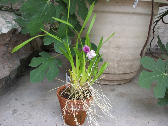 Miltonia regnellii.JPG
