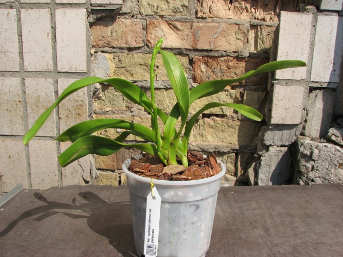 Aerides quinquevulnera var. purpurata.JPG