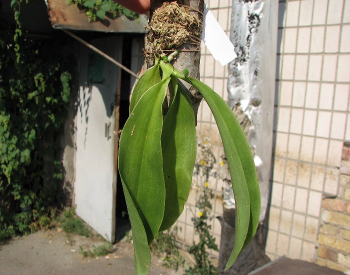 Phalaenopsis pulchra.JPG