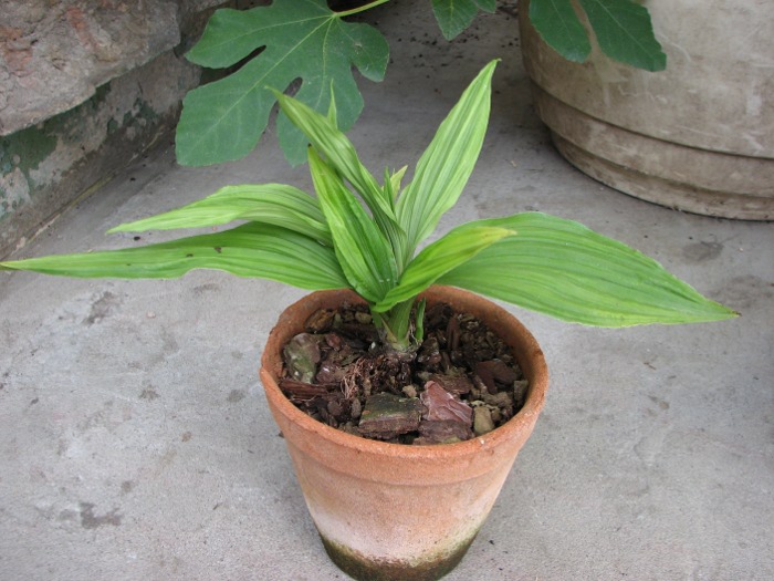 Calanthe harrisii.JPG