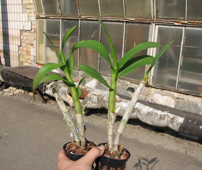 Dendrobium Chao Praya Gem.JPG