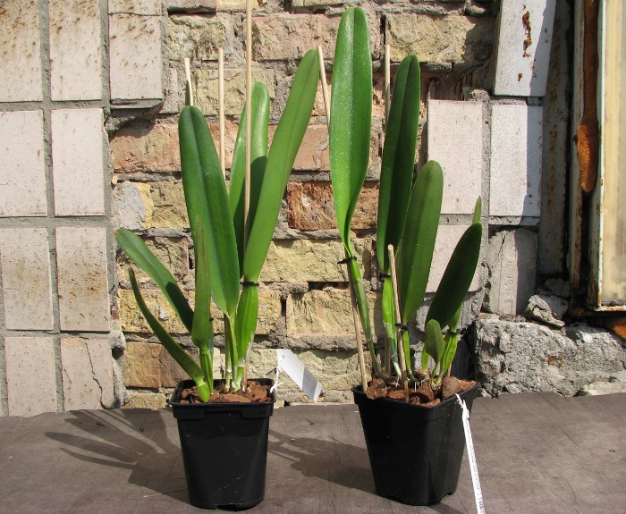 Laelia purpurata (flamea marginata x flamea marginata).JPG