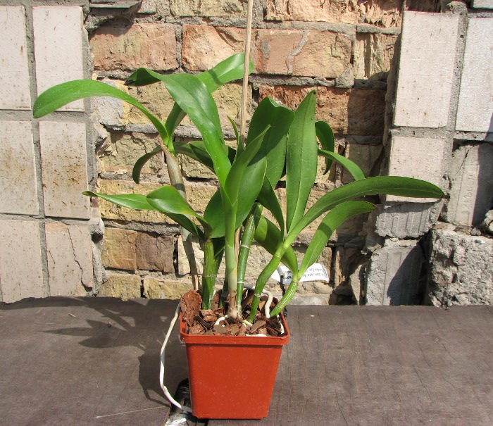 Epicattleya Siam Jade 'Avo' (Cattleya Penny Kuroda x Epicattleya Vienna Woods).JPG