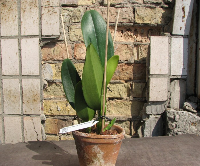Laeliocattleya Bonanza Queen 'Panamint'.JPG