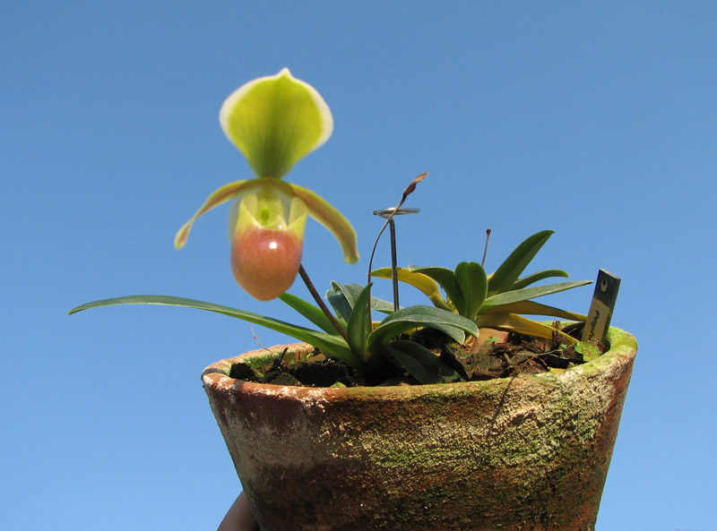 Paphiopedilum helenae.jpg