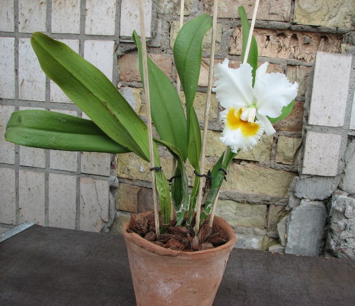 Brassolaeliocattleya Elizabeth Hearns.JPG