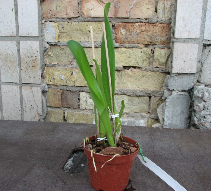 Brassocattleya Mount Hood 'Mary'.JPG