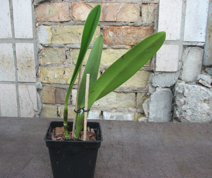 Cattleya eldorado (fantasia x aquinii).JPG