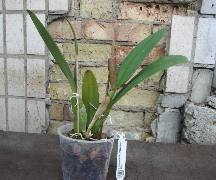 Cattleya jenmanii orlata 'Pacaraima' x SELF.JPG
