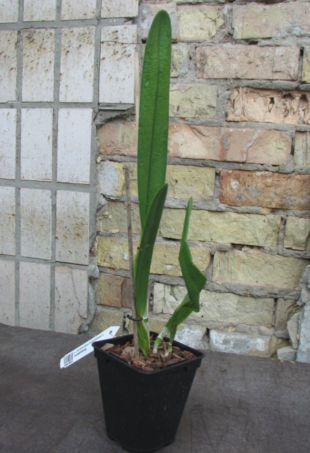 Laelia purpurata (russeliana x russeliana).JPG